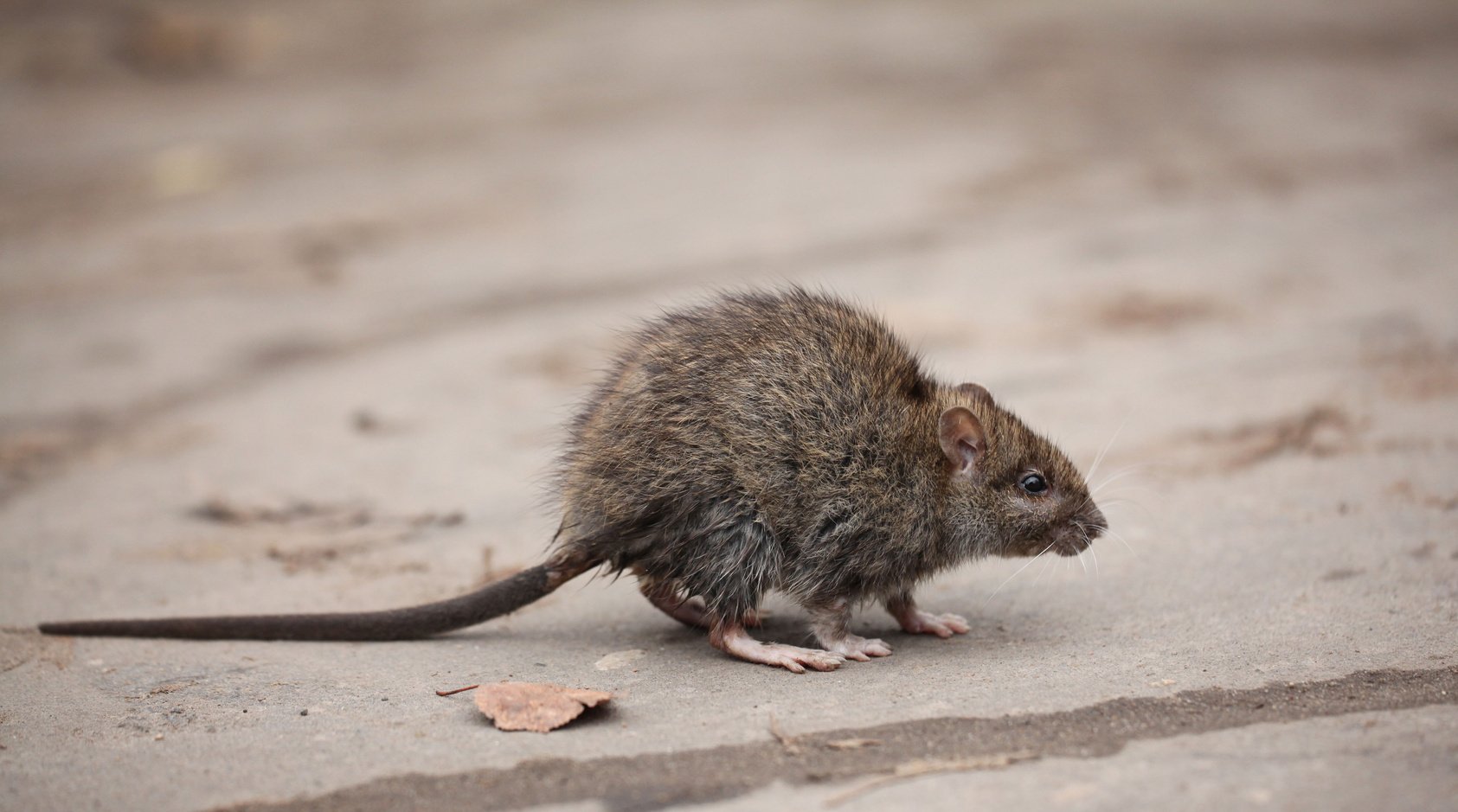 Gray Rat