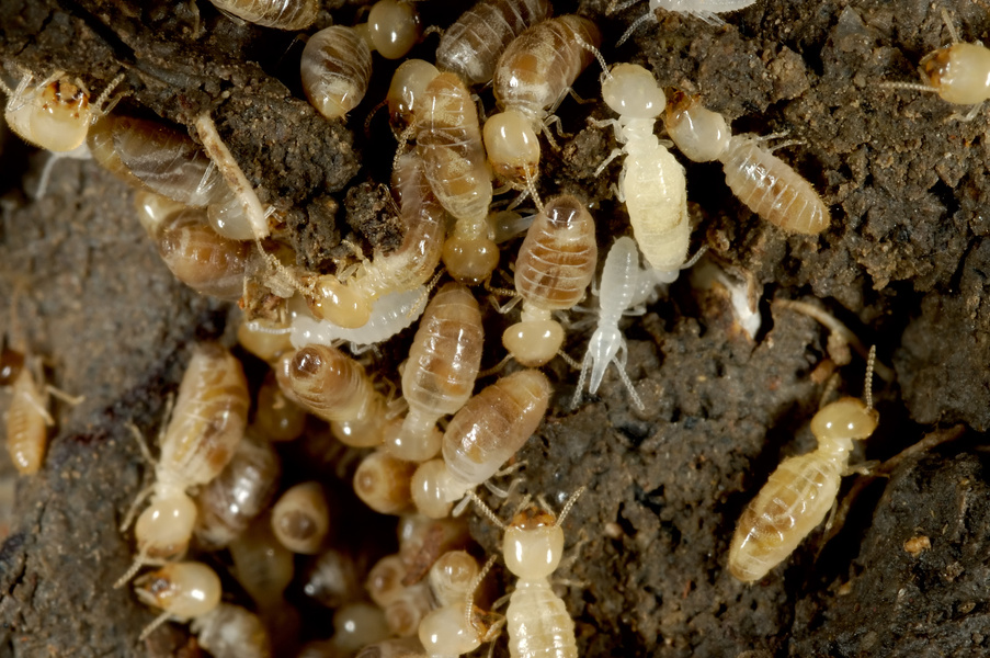 Termites